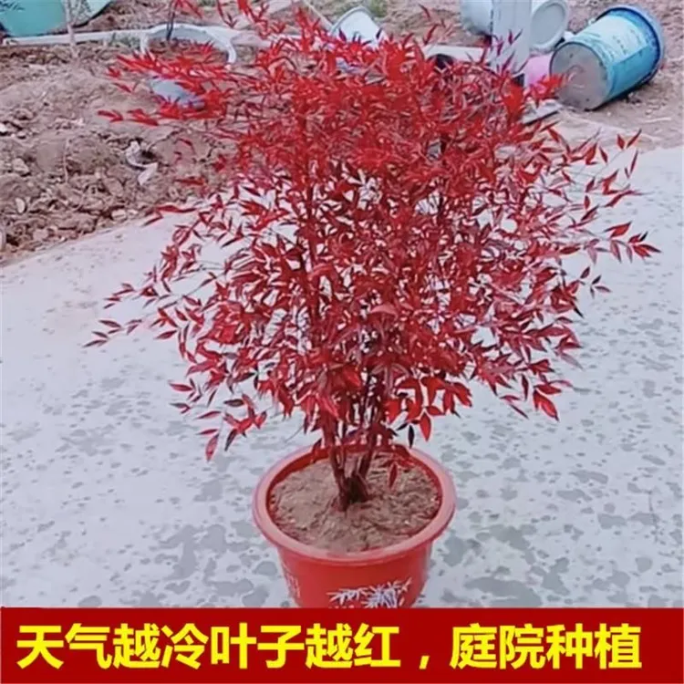 南天竹盆栽树苗庭院阳台耐寒植物室内客厅红叶绿植盆景