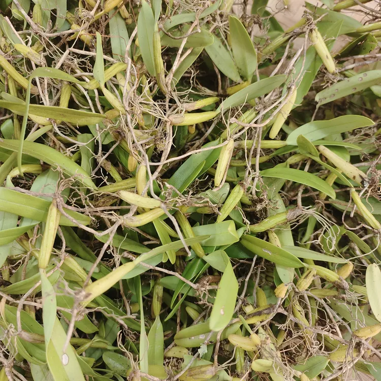 ［新鲜石橄榄］煲汤煮水非常清甘