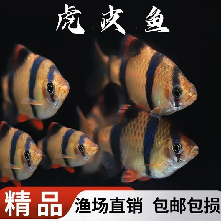 新手好养虎皮热带小型活体观赏宠物鱼耐活群游鱼观赏鱼