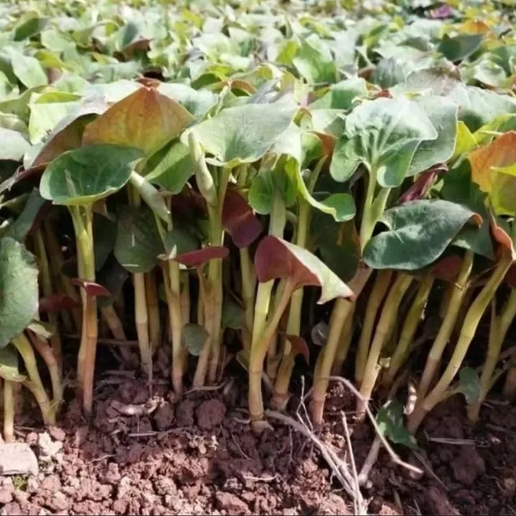 【鱼腥草种子】折耳根种子四季种植盆栽地栽阳台庭院种植