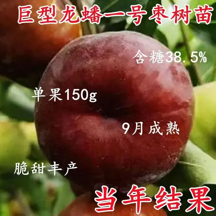 大果蟠枣树苗嫁接蟠桃枣树苗盆栽地栽当年结果无核蟠枣苗耐冬耐冻