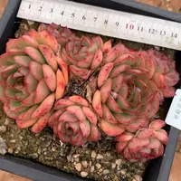 4944杂交多肉植物