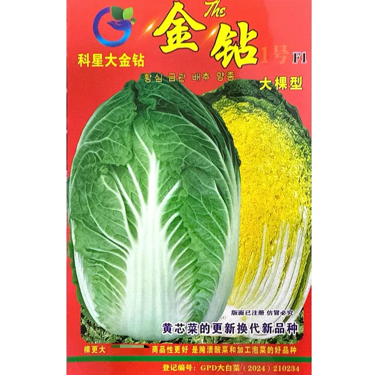 金钻大黄芯白菜种子 白菜 秋菜 韩系  酸菜厂用