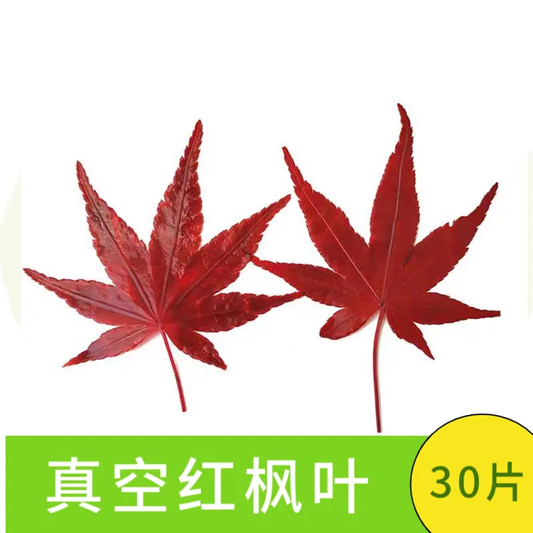 新鲜红枫叶绿枫叶三色枫叶银杏叶酒店蛋糕摆盘装饰花草点缀耐储存