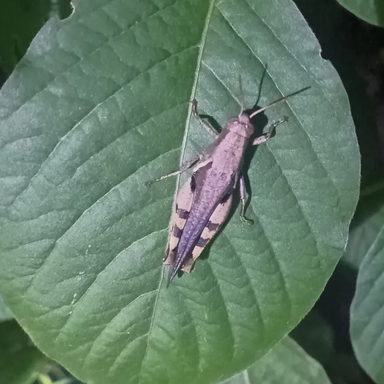 云南野生全母中花腿，画眉鸟提性壮膘活食（包到手90％成活）