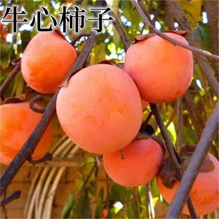 新品种嫁接牛心柿子树苗南北方庭院种植地栽盆栽当年结果柿子树苗
