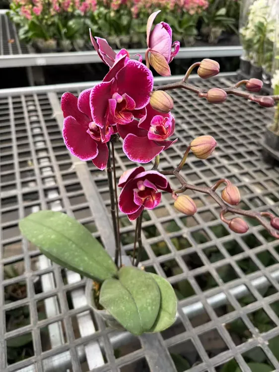 蝴蝶兰【蒙彼利埃】无花苞 昆明源头基地直发