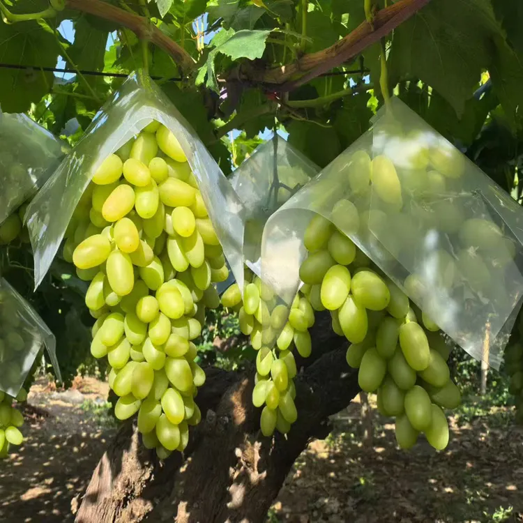 河北省张家口市怀来县沙营村葡萄，产地直发，白马奶葡萄，
