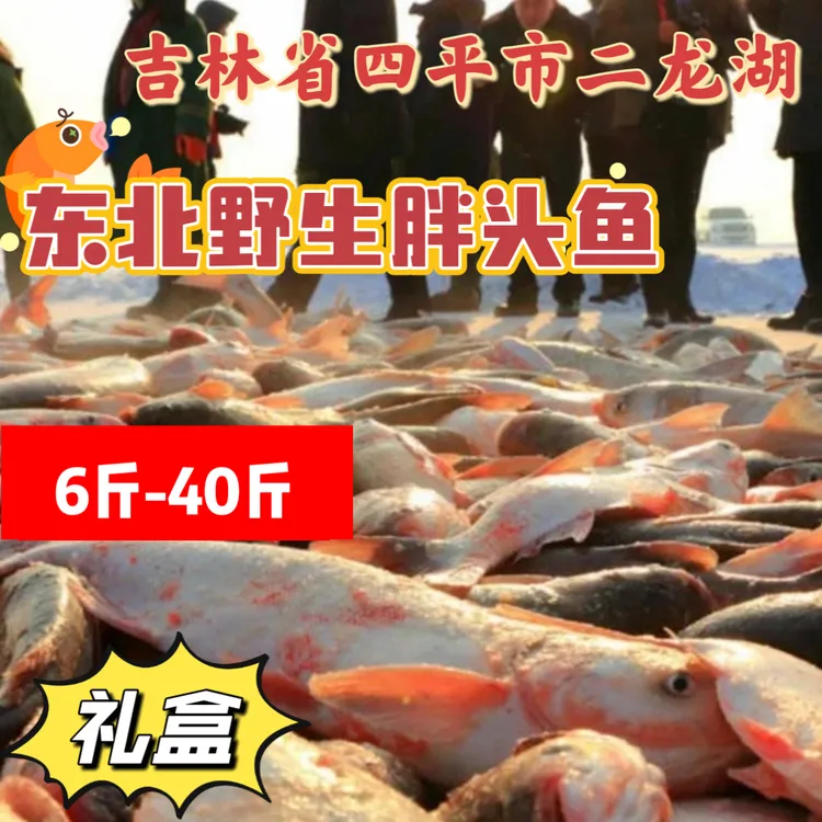 老三专属」四平二龙湖野生胖头鱼
