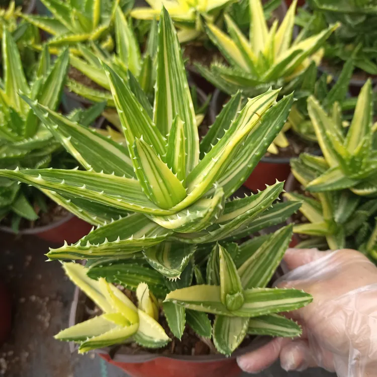 不夜城锦创意芦荟办公室桌面防辐射小盆栽稀缺多肉植物好养绿植