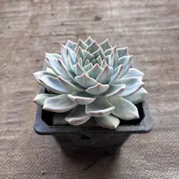 2王小二多肉饺子皮全店多肉任意拍满2单发货 拍满5单送一包吡虫啉