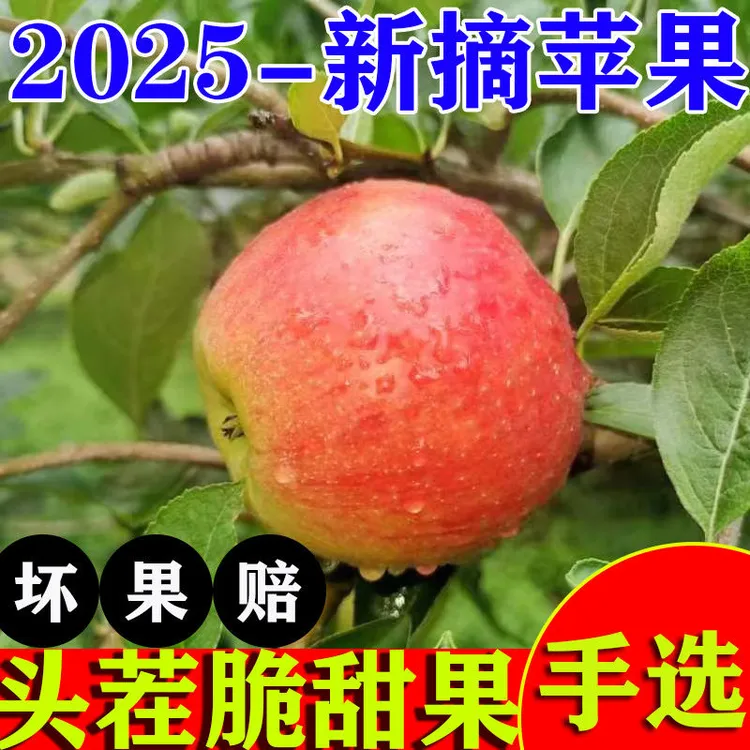 【顺丰包邮】抢鲜上市！正宗山东沂蒙山鲁燕苹果，2025年新果现摘现发