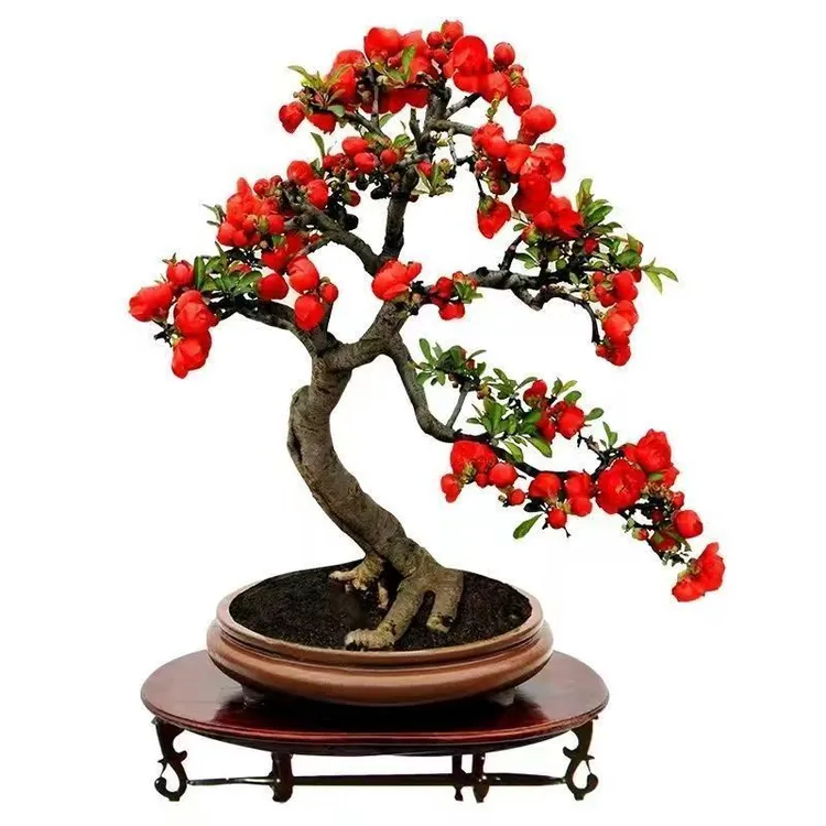 西府海棠长寿冠老桩盆景四季开花好养易活花树海棠花白兰花特大苗