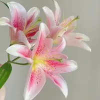 【源头优选】提伯百合 任意2单鲜花包邮 发货后不支持退款