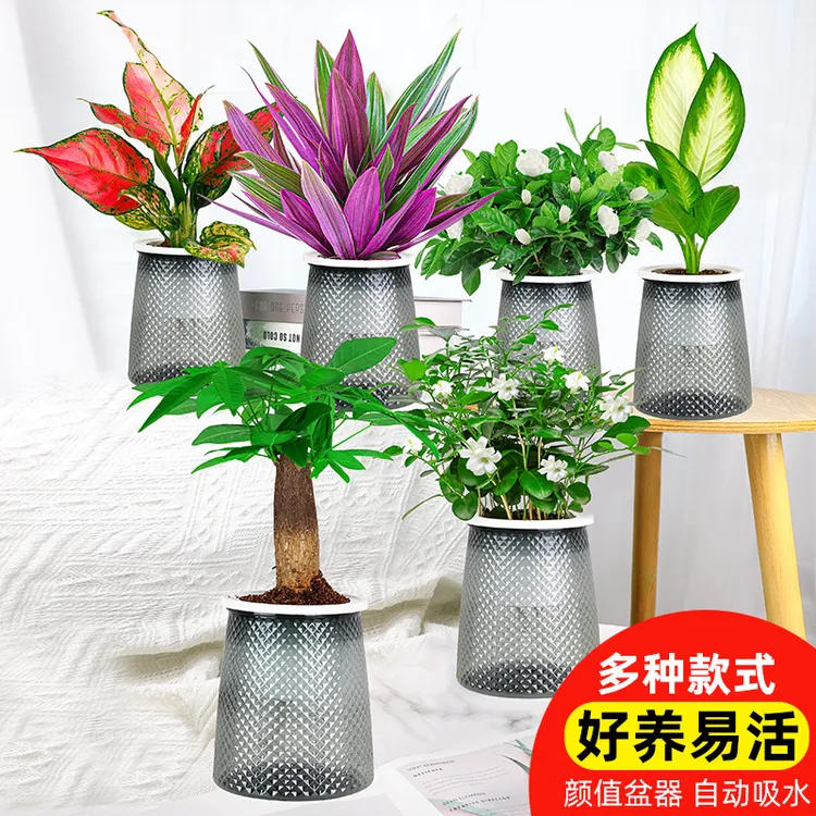 紫露兰油画婚礼带轻奢塑料盆吸除醛净化空气盆栽室内桌面绿植