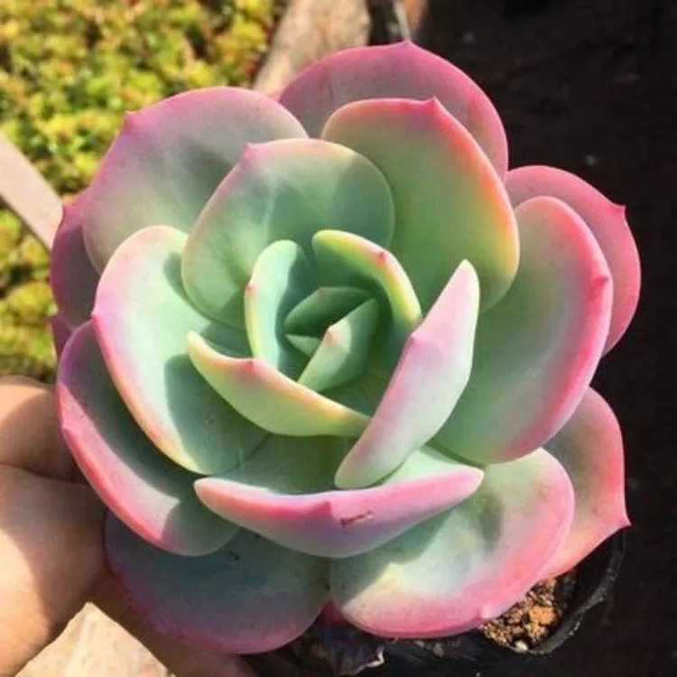 白凤多肉植物多肉单头大颗易爆盆趣味萌肉肉懒人好养花卉绿植盆栽