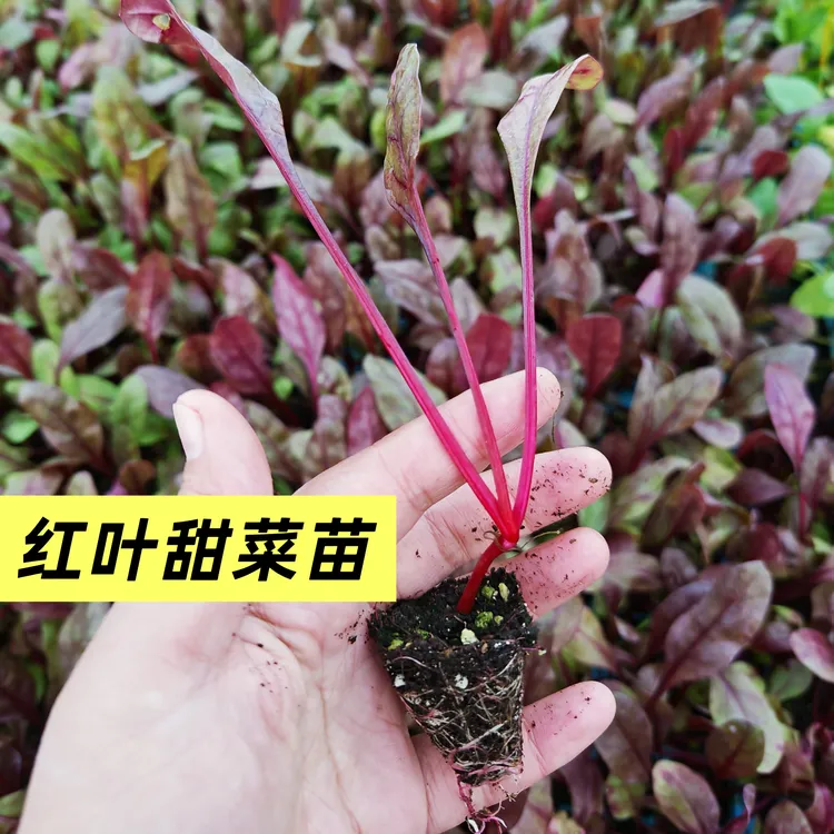 红叶甜菜苗秧苗四季高产多茬采收红梗甜菜补血菜金叶甜菜苗牛皮菜