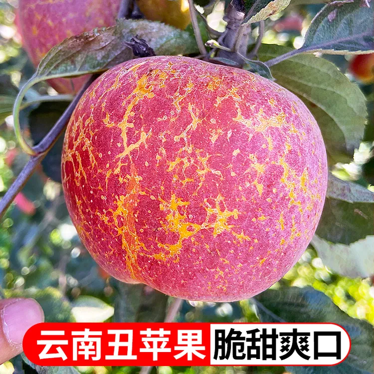 【鲜蜂队】云南昭通丑苹果新鲜苹果脆甜多汁好吃当季水果TY