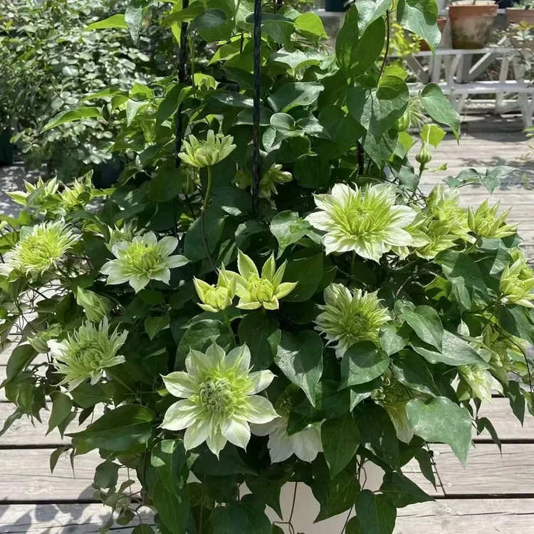 乌托邦昼天使铁线莲爬藤植物庭院耐寒花期盆栽藤本四季攀援花卉