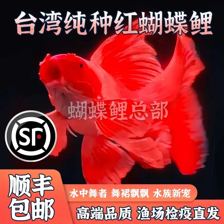 纯种台湾红色蝴蝶鲤球体宽体高背大鳍大尾熊猫玛雅北方鱼观赏鱼