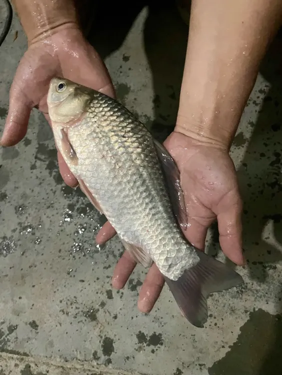 土鲫 大板鲫 银鲫 3-4厘米 淡水 鲜活鲫鱼