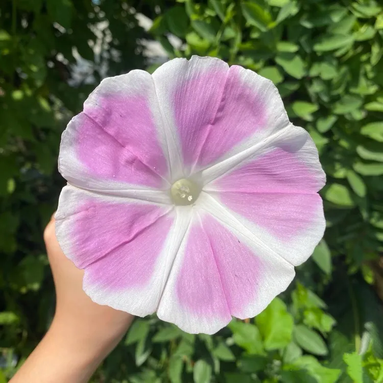 .爆款牵牛花种子爬藤大喇叭花矮牵牛花卉四季花籽阳台易活庭院盆