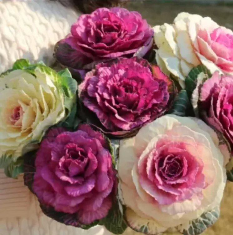 多头羽衣甘蓝玫瑰甘蓝耐寒耐热庭院阳台美观种植简单花期长清棚