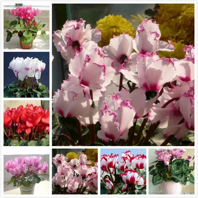 仙客来盆栽室内阳台四季开花不断长寿大苗兔耳朵客厅桌面馈赠亲友