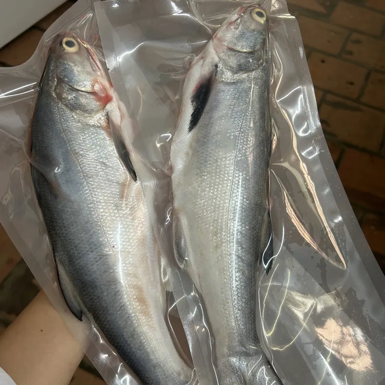 5斤 惠来本港马友鱼/午鱼/午笋鱼 去肚洗杀好净4斤 ！一包1-2条装