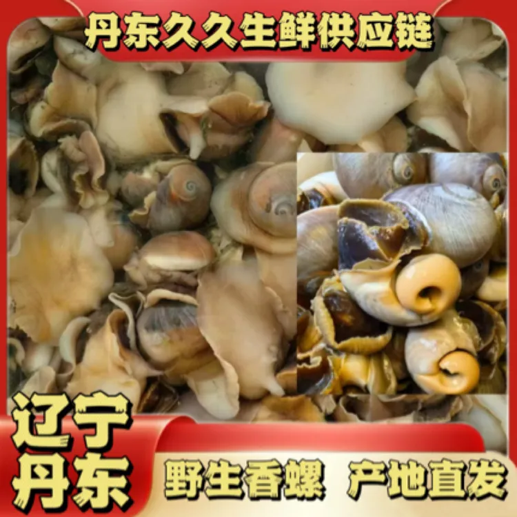东港新鲜海捕猫眼螺鲜活保鲜顺丰直发