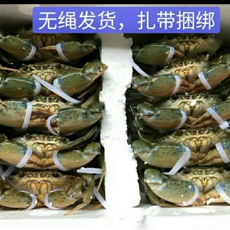 福建野生青蟹小肉蟹鲜活母蟹公蟹海鲜水产新活鲜螃蟹大份顺丰