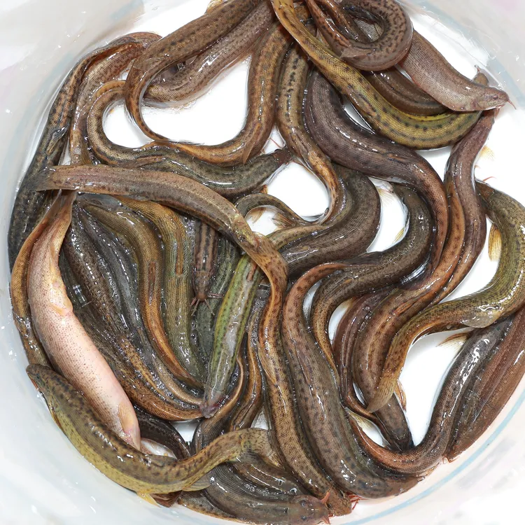 山东最大的泥鳅泥鳅活饵小泥鳅养殖打窝基地豆腐，保鲜不包活。