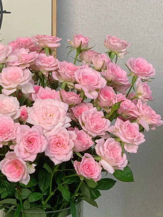 【完美甜蜜10枝】优雅精致迷你花型多头玫瑰