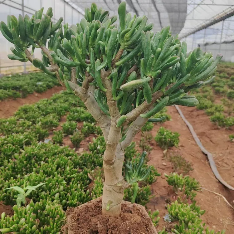 5至6年老桩吸财树财源滚滚入，高度40公分起（不带盆脱土发货）多肉