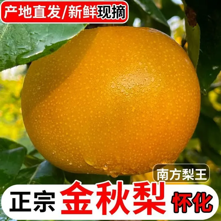 顺丰包邮湖南怀化高山金秋梨新鲜现摘现发脆甜爆汁应季水果