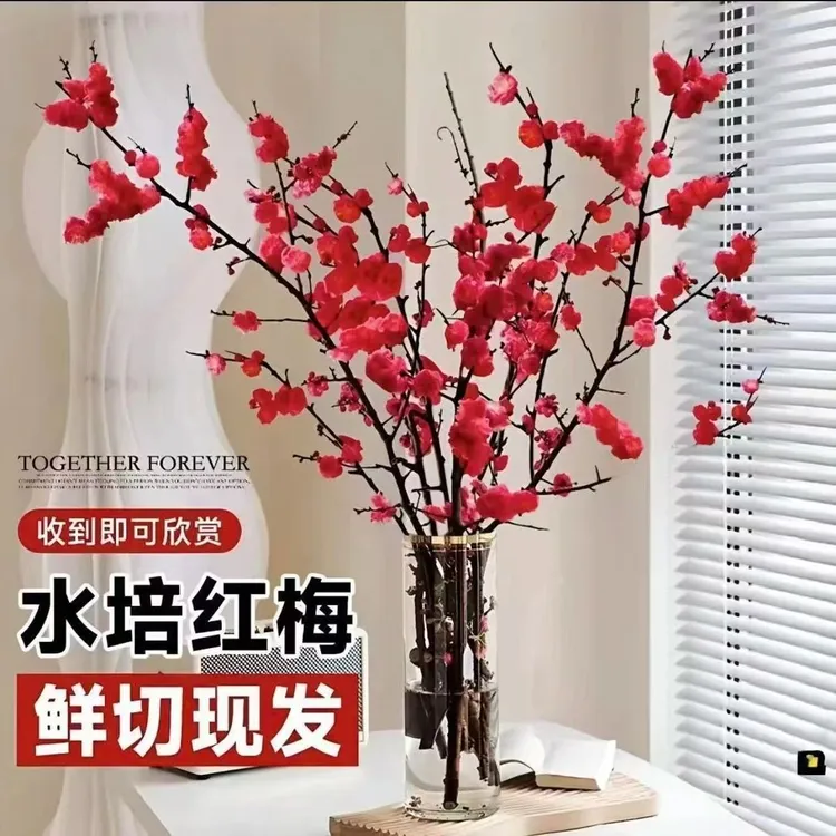 （带花苞）水培梅花鲜枝红梅年宵花新年装饰梅花枝条遇水开花冬季