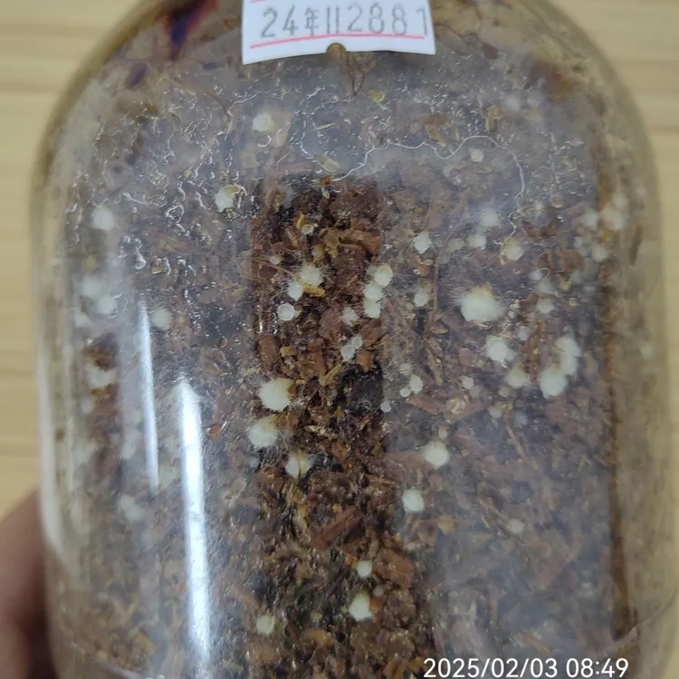 毛慈菇，冰球子，山芋头，山慈菇萌发菌母种试管 黄，红辐毛鬼伞