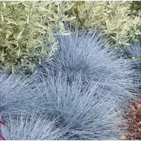 [蓝羊茅/11cm盆] 多年生宿根蓝银色植物庭院室外地栽四季常青耐寒