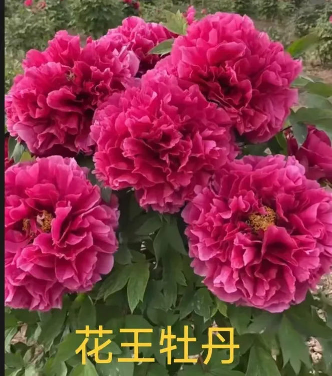 牡丹【花王】玫红色进口品种重瓣大花 基地直发 对版对色 