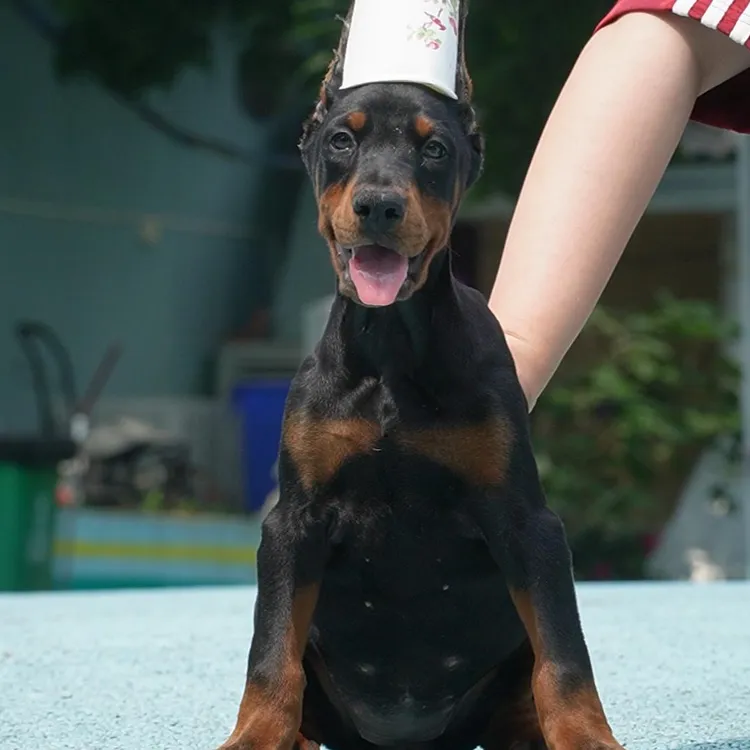 0520拍摄7号杜宾狗狗幼犬妹妹①5.24