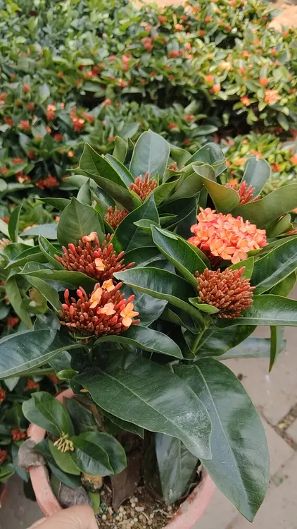 龙船花姬山丹重瓣花微型开花四季好养耐活