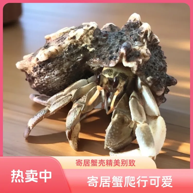 陆生寄居蟹宠物各种各样颜色可挑可选