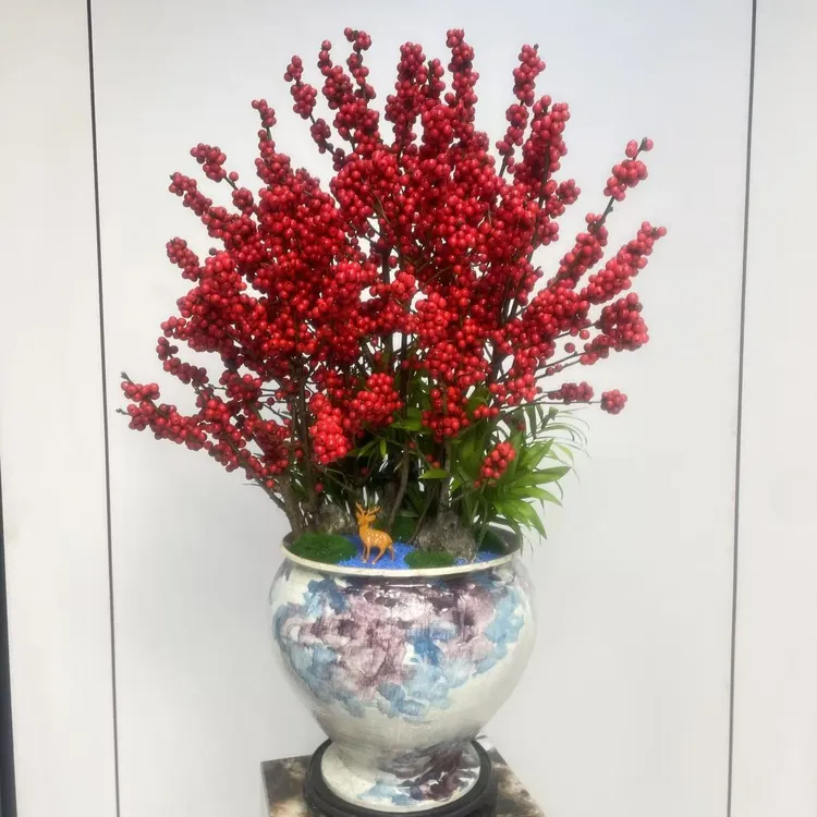 （运输中掉点果建议的慎拍）北美冬青带果室内外盆栽四季好养年宵花