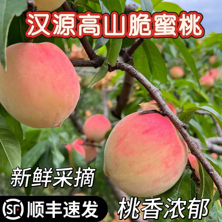 【顺丰发货】正宗四川汉源高山脆桃鲜甜多汁新鲜采摘4.5斤