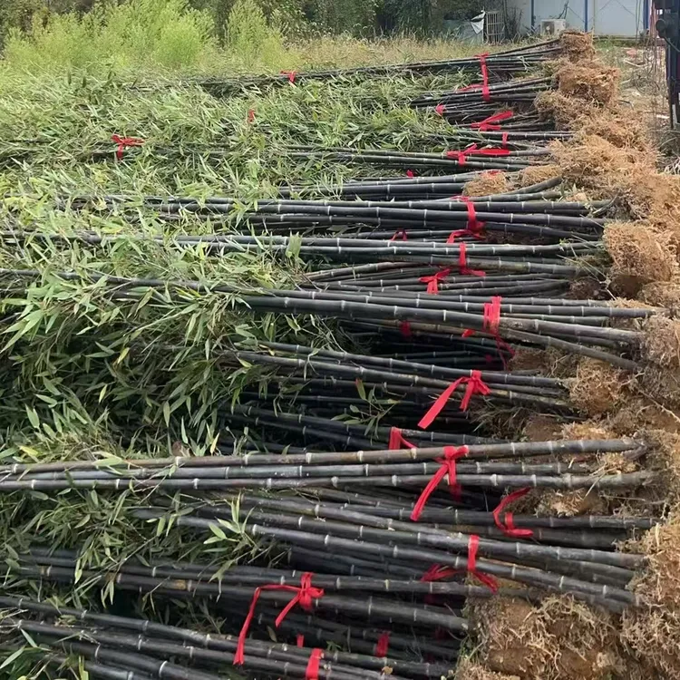 紫竹苗庭院植物墨竹黑竹北方耐寒四季常青庭院户外地栽造景观赏
