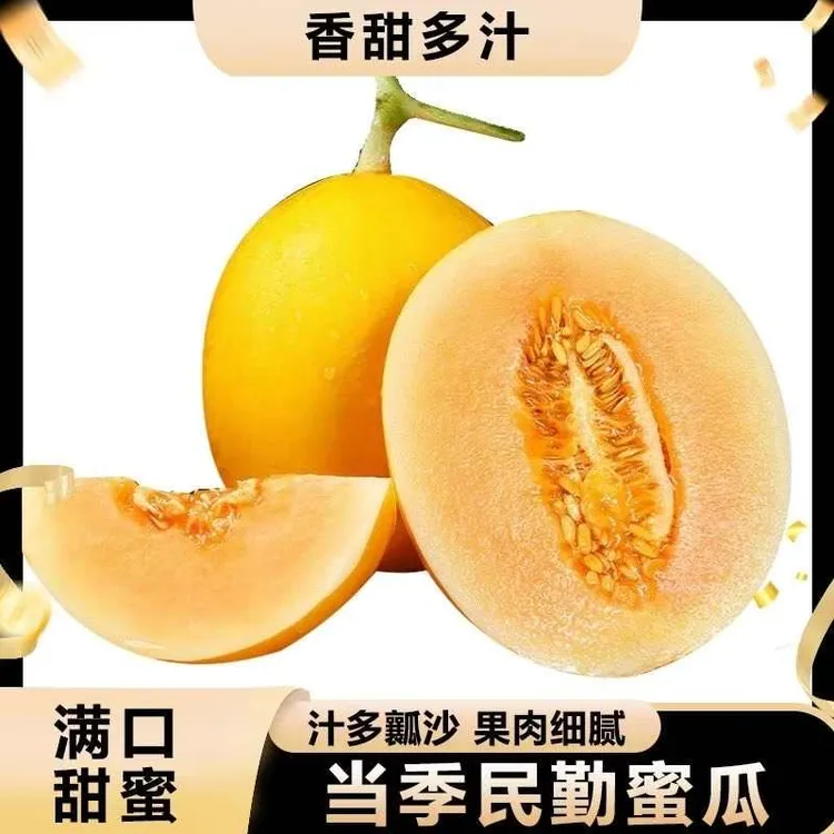 甘肃民勤产地直发新鲜当季沙漠蜜瓜黄河蜜甜瓜