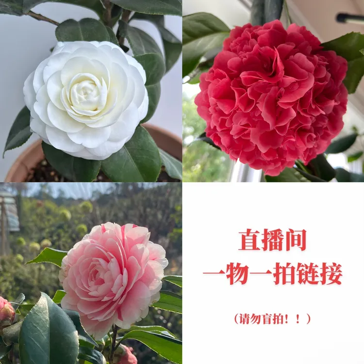 名贵品种茶花老庄十八学士/七仙女/五色赤丹/青叶贝拉 等一物一拍