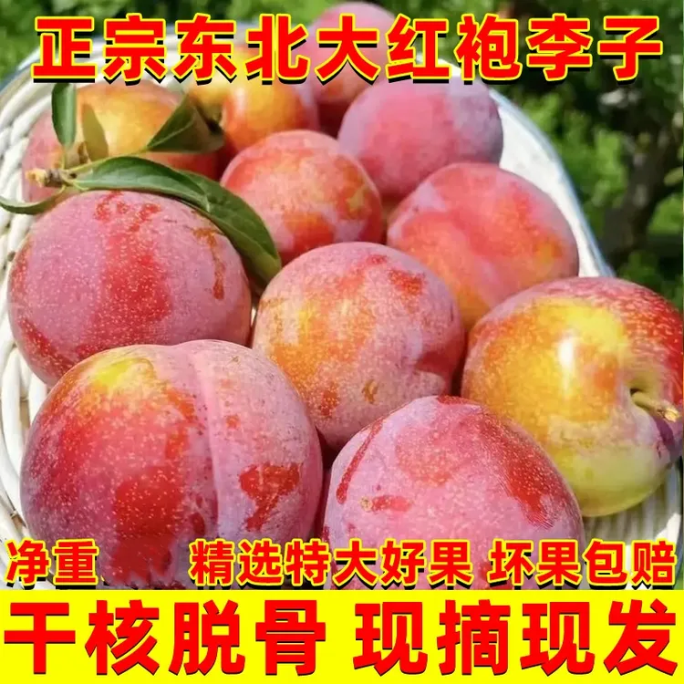 稀有巨大】东北大红袍李子新鲜水果酸甜黄心脱骨李子当季孕妇水果