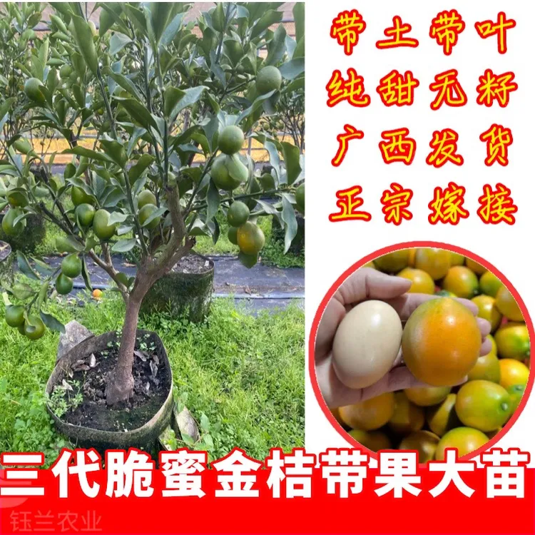 广西融安脆蜜金桔新鲜水果当季无酸