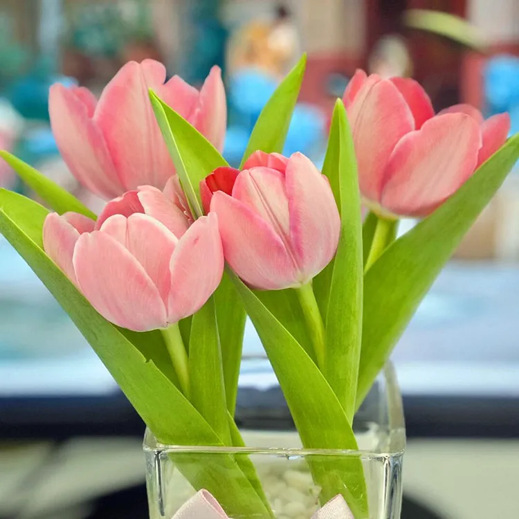 利尤【郁金香新款水培套装】进口种球4孔定植篮水养耐寒花卉